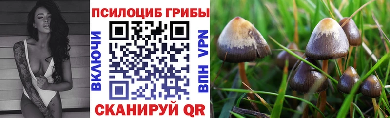 Купить  Пучеж  Псилоцибиновые грибы GOLDEN TEACHER 